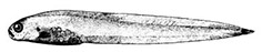 Melanostigma atlanticum_claves.jpg